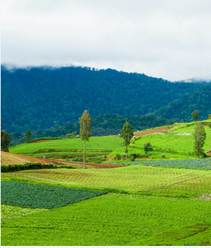 Terraced green valley farmland under blue skies